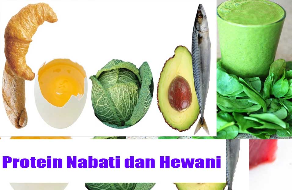 Contoh Protein Hewani dan Nabati