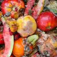 limbah organik kulit buah